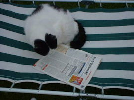 cat reading a magazine